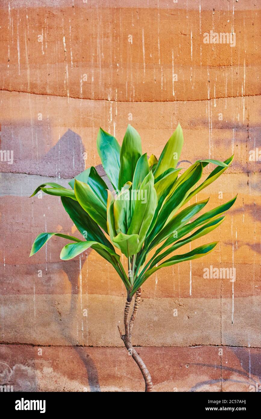 Club lily (Cordyline fruticosa), agave plant from the tropical rainforest, Hawaii, Aloha State, United States Stock Photo