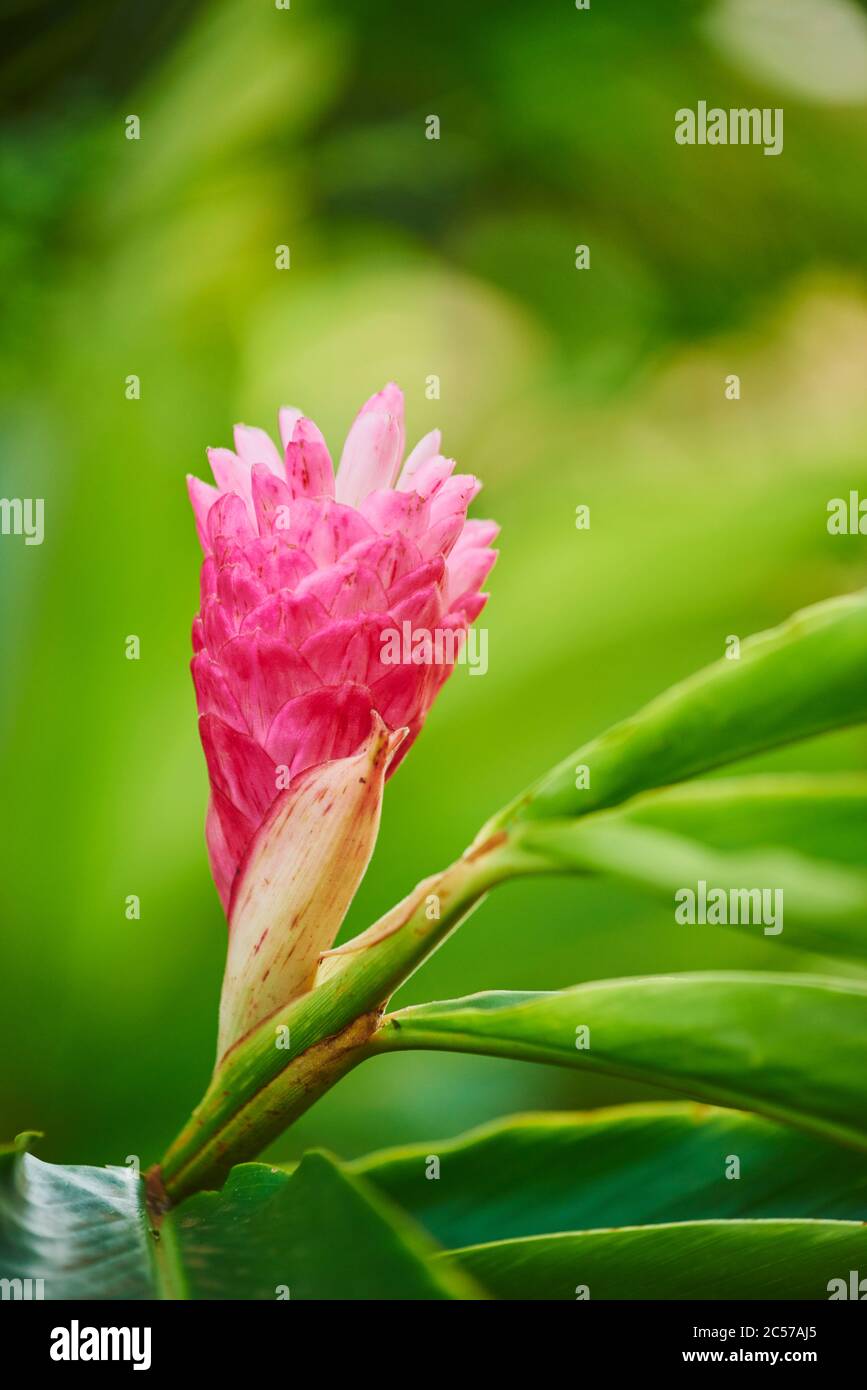 Purple ginger or scarlet alpine (Alpinia purpurata), Hawaii, Aloha ...