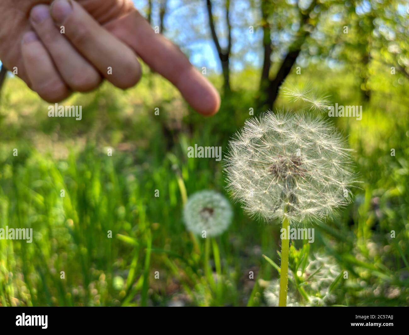 points finger on dandelion in the grass Stock Photo