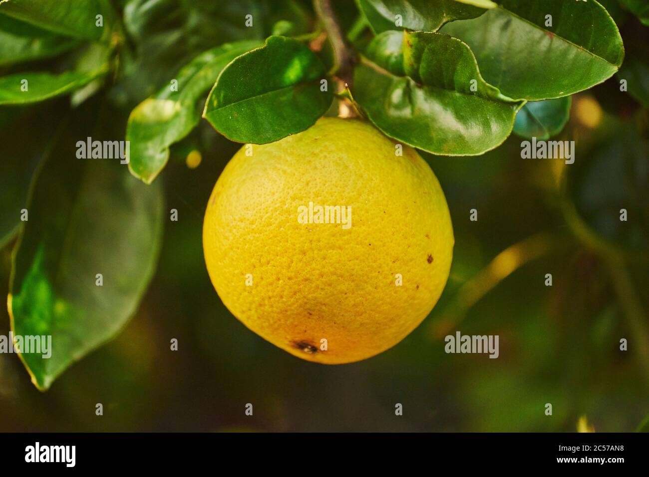 Grapefruit (Citrus x paradisi), fruits hang on tree branch, Hawaii