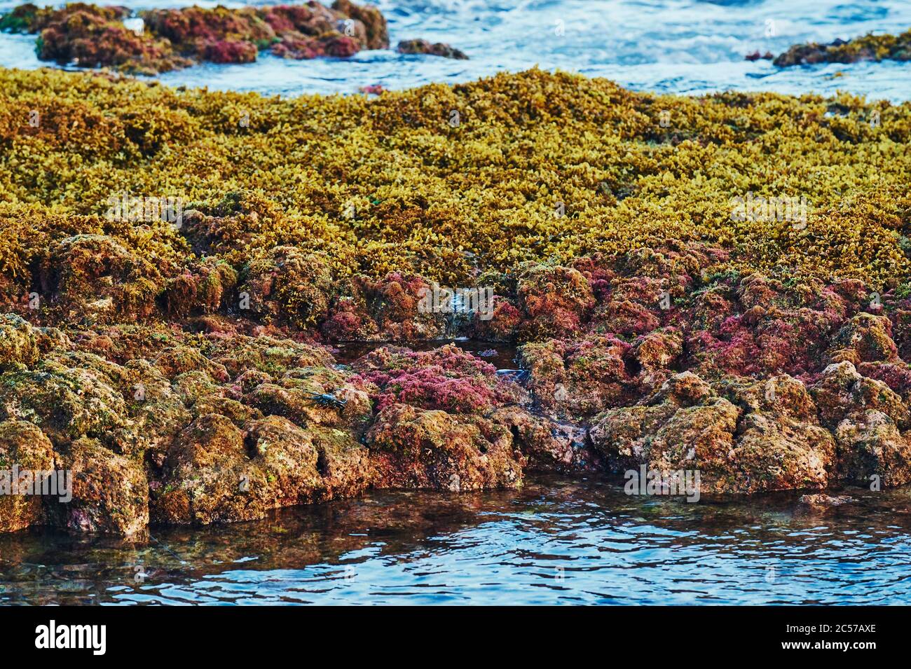 Crabs on rocky coast, at Alan Davis Beach, Pele's Chair, Hawaiian Islands, Oahu, Hawaii, Aloha State, USA Stock Photo