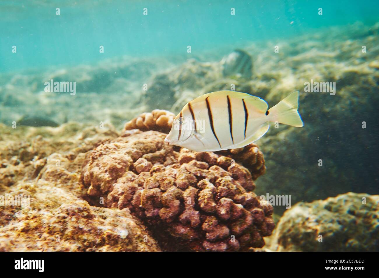 Convict Surgeonfish (Acanthurus triostegus), Fish, Lateral, Swim, Colorful Coral Reef, Coral Sea, Hanauma Bay, Hawaiian Island of Oahu, Hawaii, Aloha Stock Photo