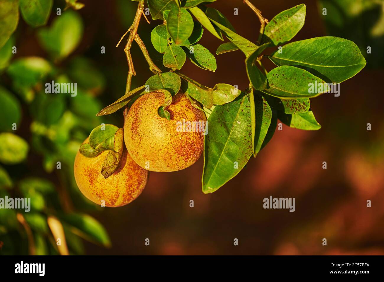 Grapefruit (Citrus x paradisi), fruits hang on tree branch, Hawaii