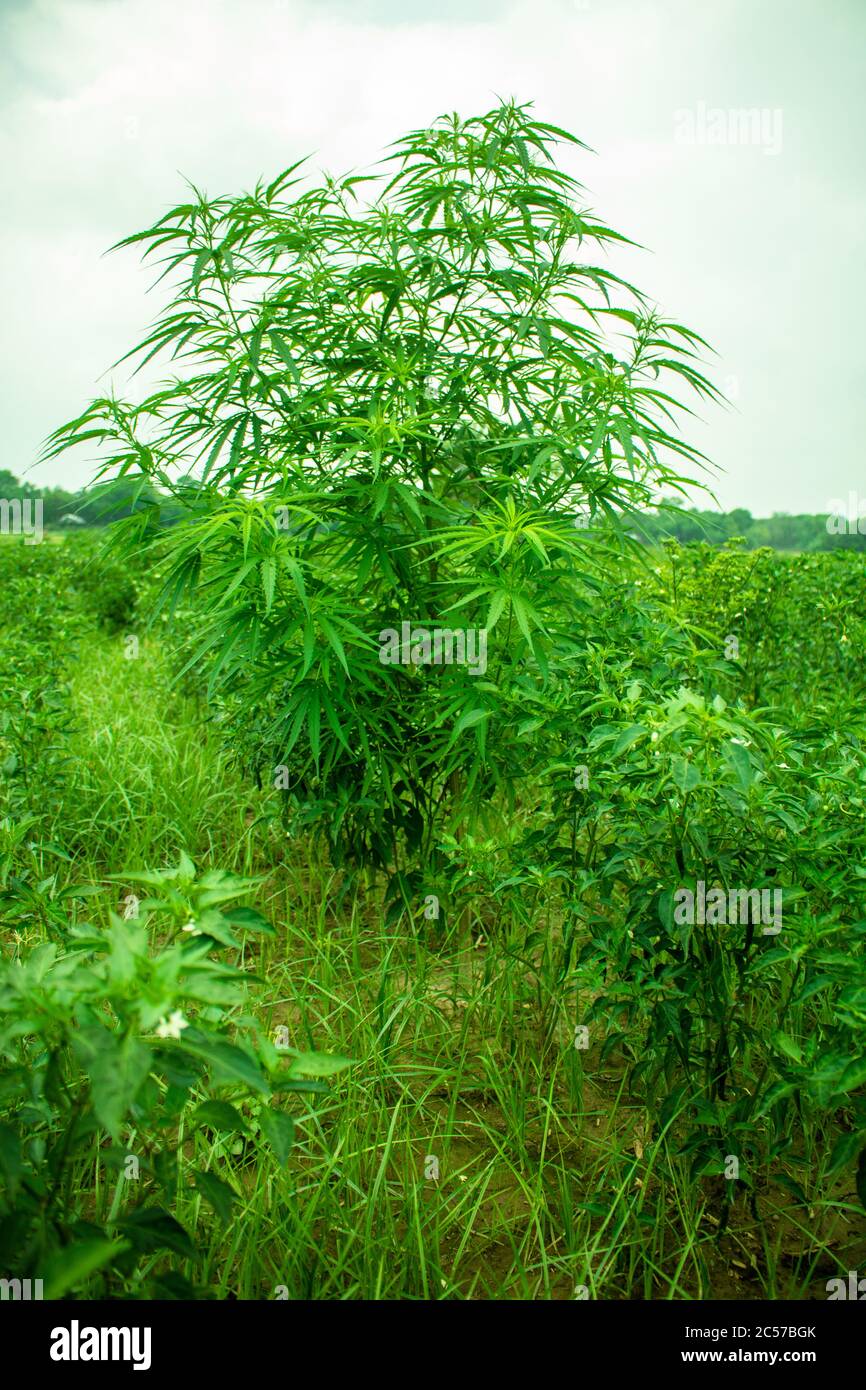 Beautiful green cannabis (Marijuana) leaves. It is an improved medicinal  plant Stock Photo - Alamy