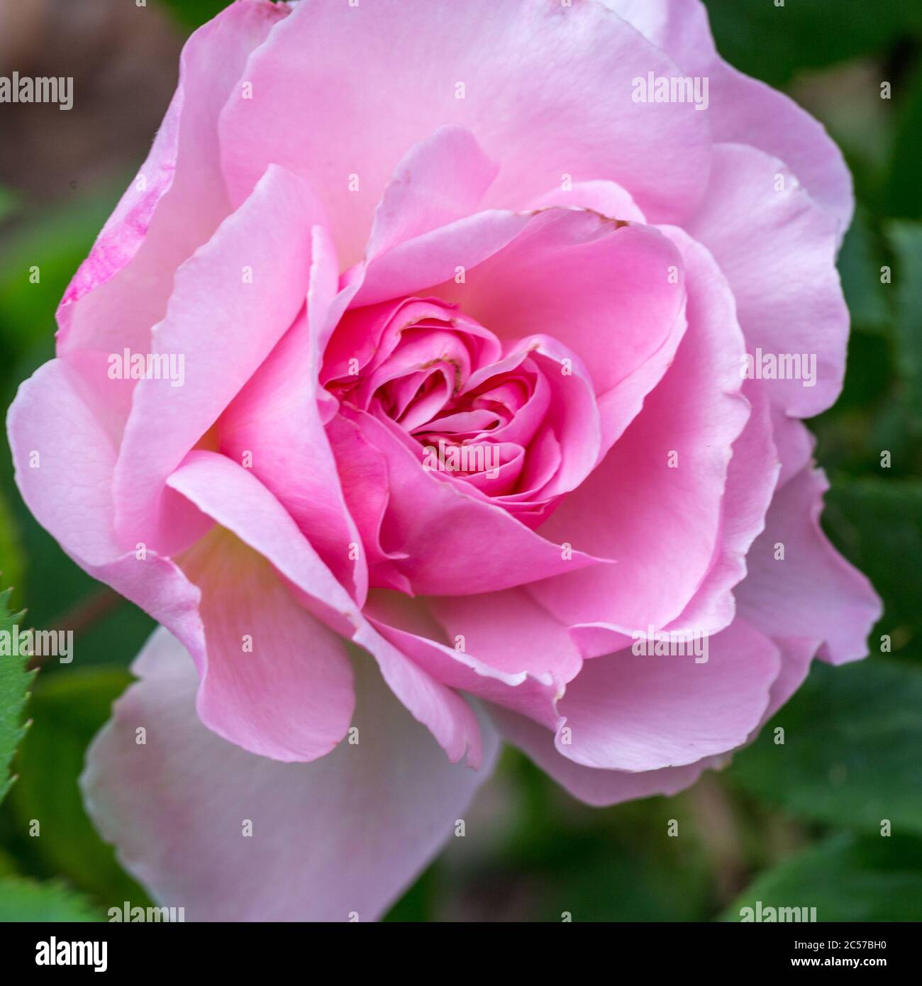 Rose the ancient mariner hi-res stock photography and images - Alamy