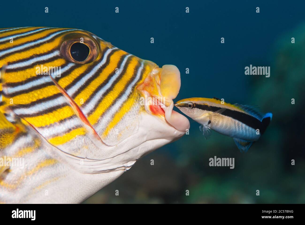 Underwater close up shot of an oriental sweetlips fish and a bluestreak cleaner wrasse Stock Photo