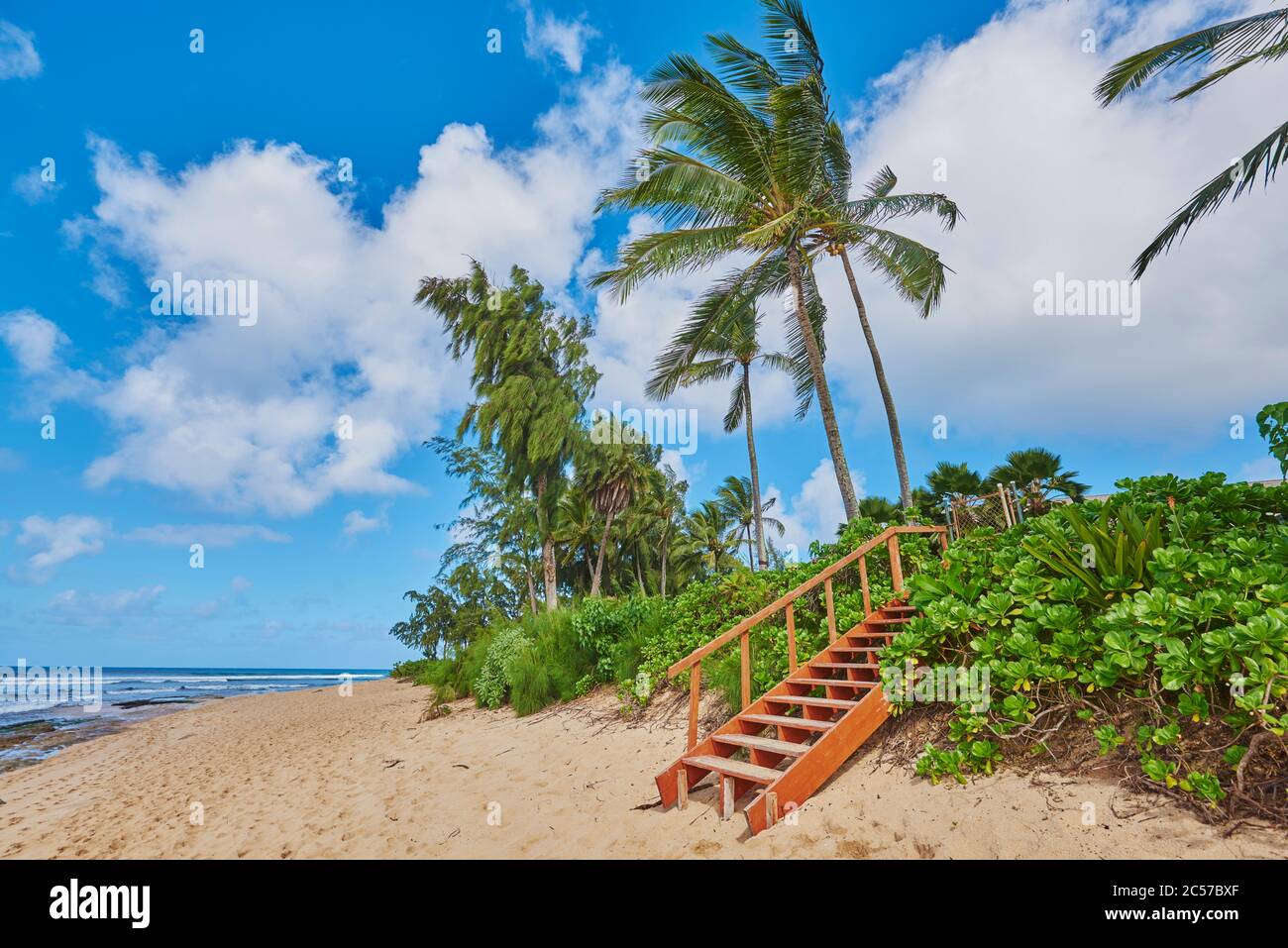 Coconut palms or coconut palm (Cocos nucifera), Sunset Beach on Oahu, Honolulu, Hawaii, United States Stock Photo
