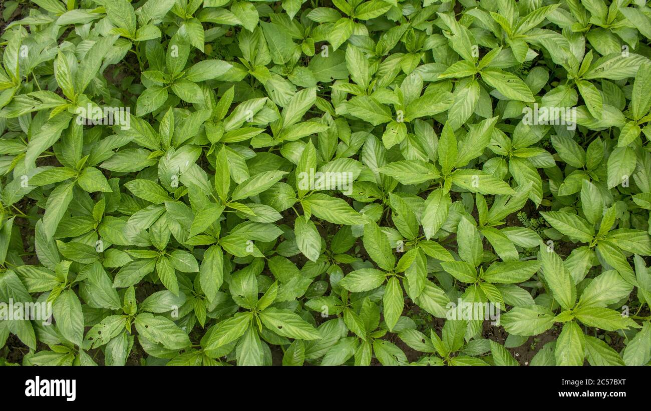 Natural Jute leaves background photo, A baby jute plant growing on the fields. Stock Photo