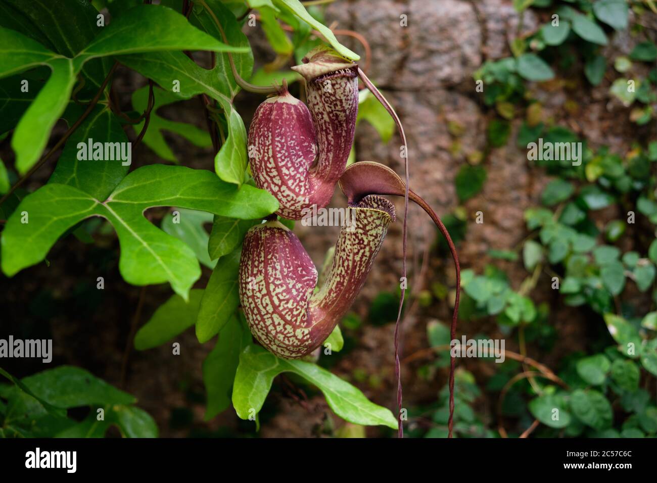 Pitcher plant botanic garden hi-res stock photography and images - Alamy