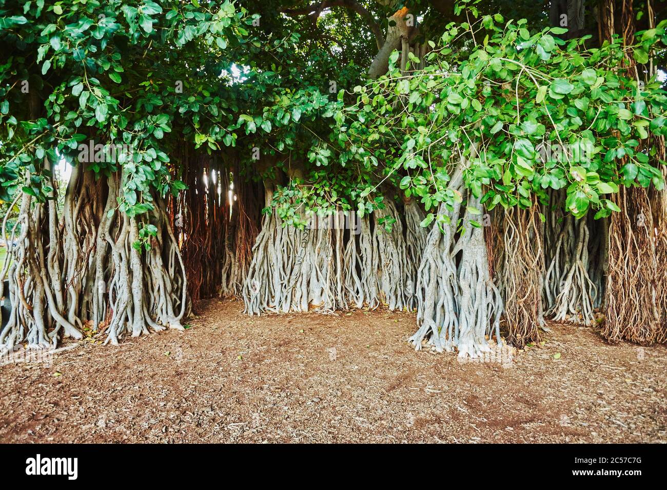 An ancient banyan tree on the beach hires stock photography and images