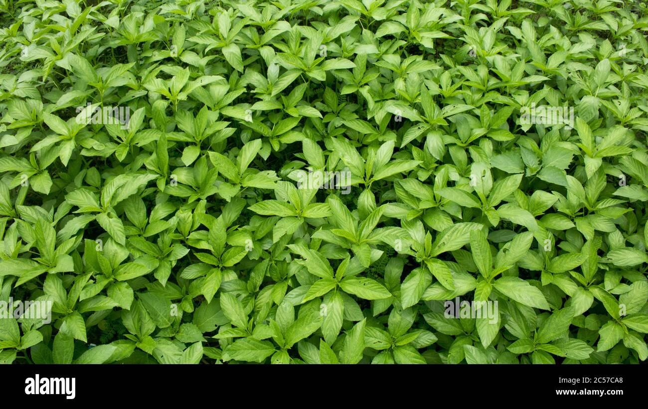 Natural Jute leaves background photo, A baby jute plant growing on the fields. Stock Photo