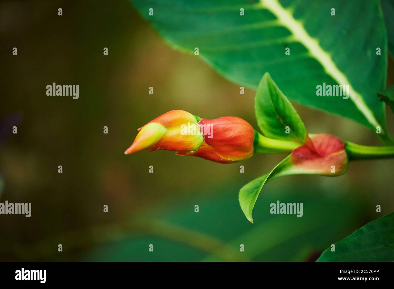 Sanchezie, Sanchezia speciosa, flowering, Hawaii, Aloha State, United States Stock Photo