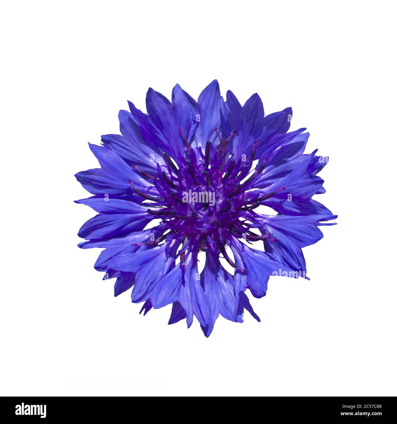 Dark Blue cornflower Stock Photo
