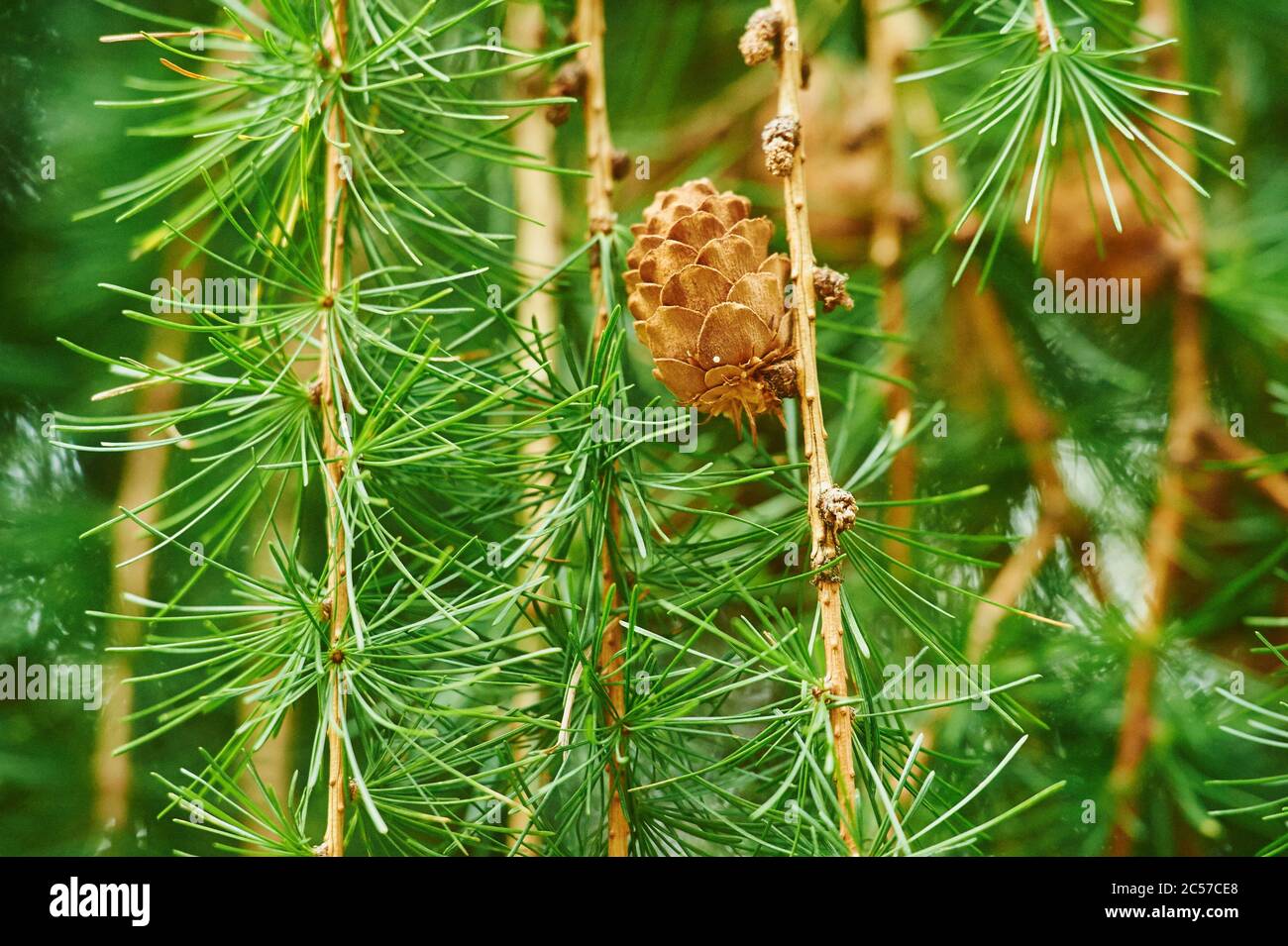 European larch, Larix decidua, branches, cones, close-up, Bayern, Germany Stock Photo