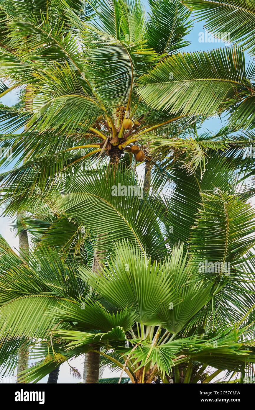 Coconut palms or coconut palm (Cocos nucifera), Sunset Beach on Oahu
