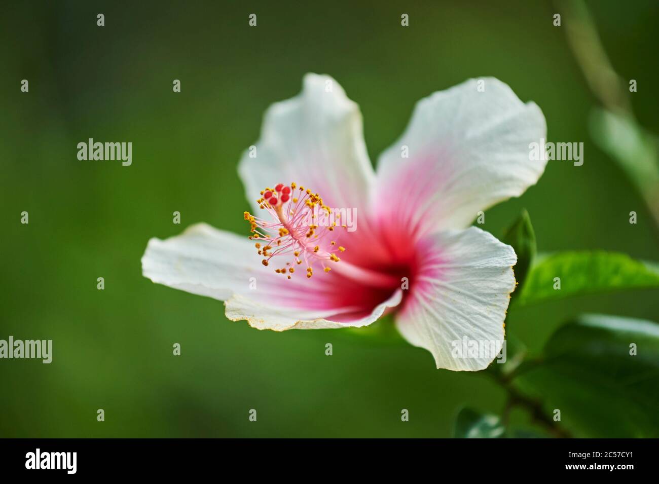 Blossom of a Chinese rose marshmallow, hibiscus, (Hibiscus rosa