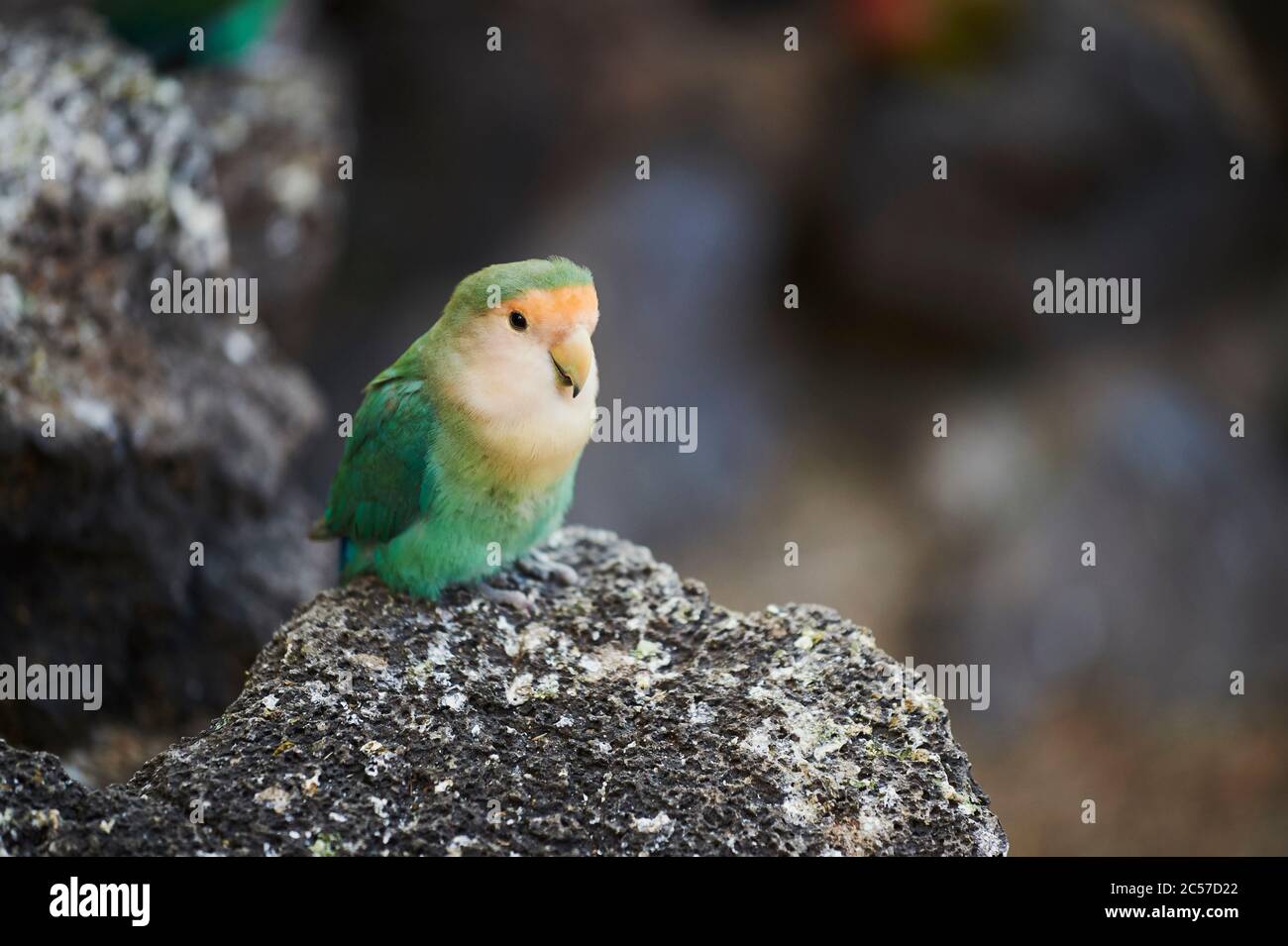Peachhead (Agapornis fischeri), parrot, tree, sideways, sitting