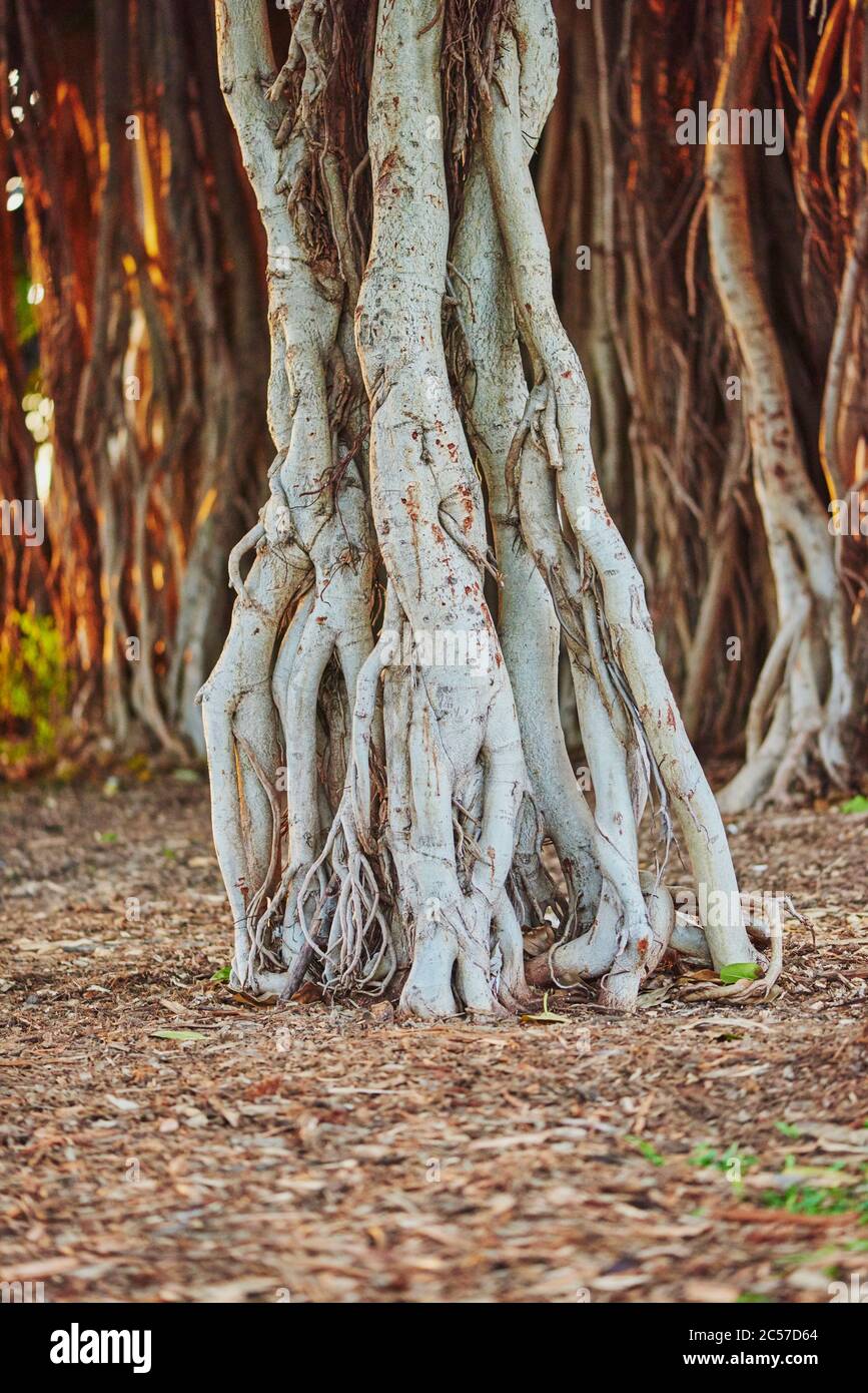 Banyan or fig trees (Ficus benghalensis) on Waikiki Beach, Honolulu