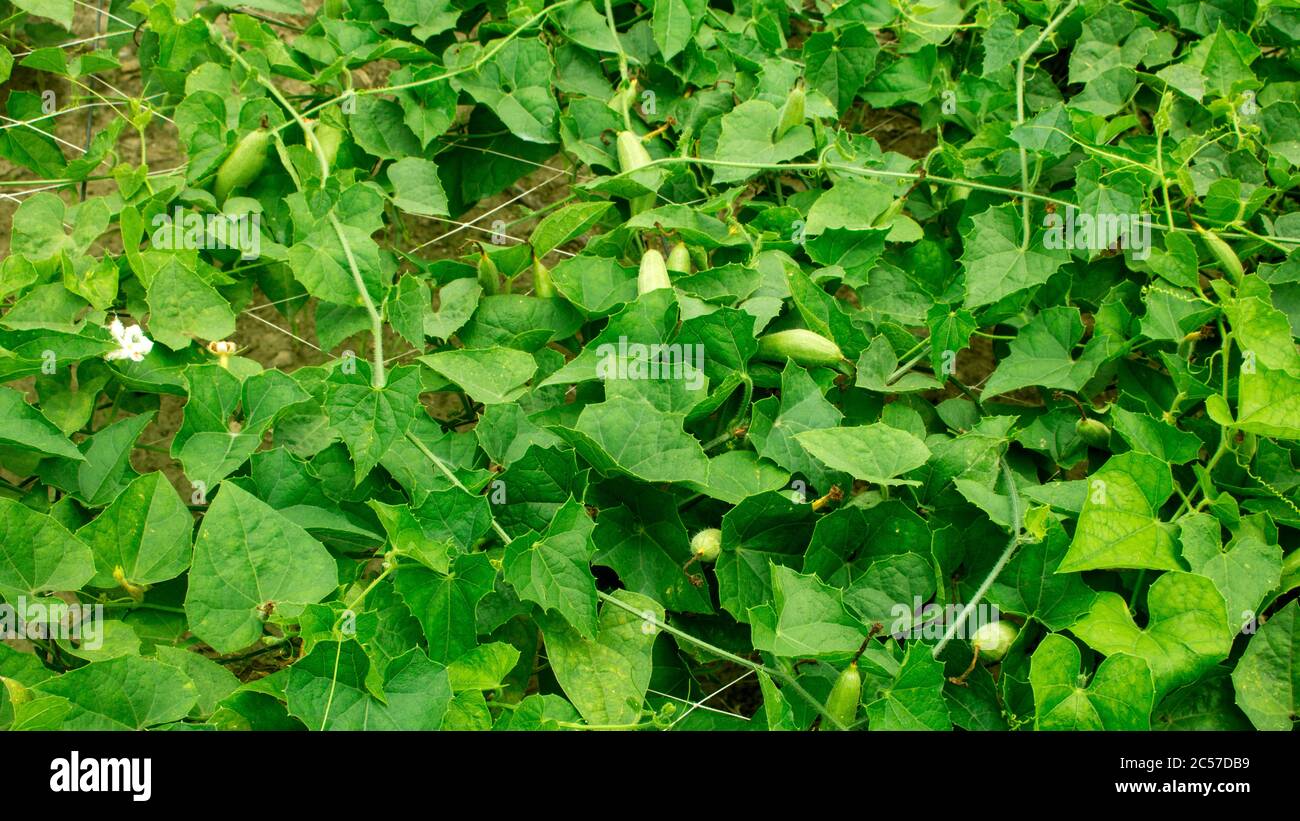 Achocha potol seed plants. The POINTED GOURD (Trichosanthes dioica Roxb.) Stock Photo