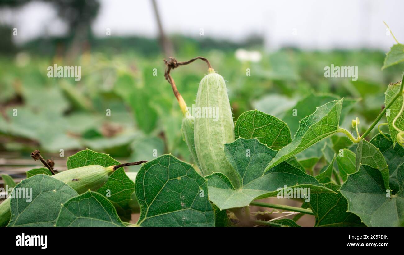 Trichosanthes dioica, also known as pointed gourd, is a vine plant in the family Cucurbitaceae. Stock Photo