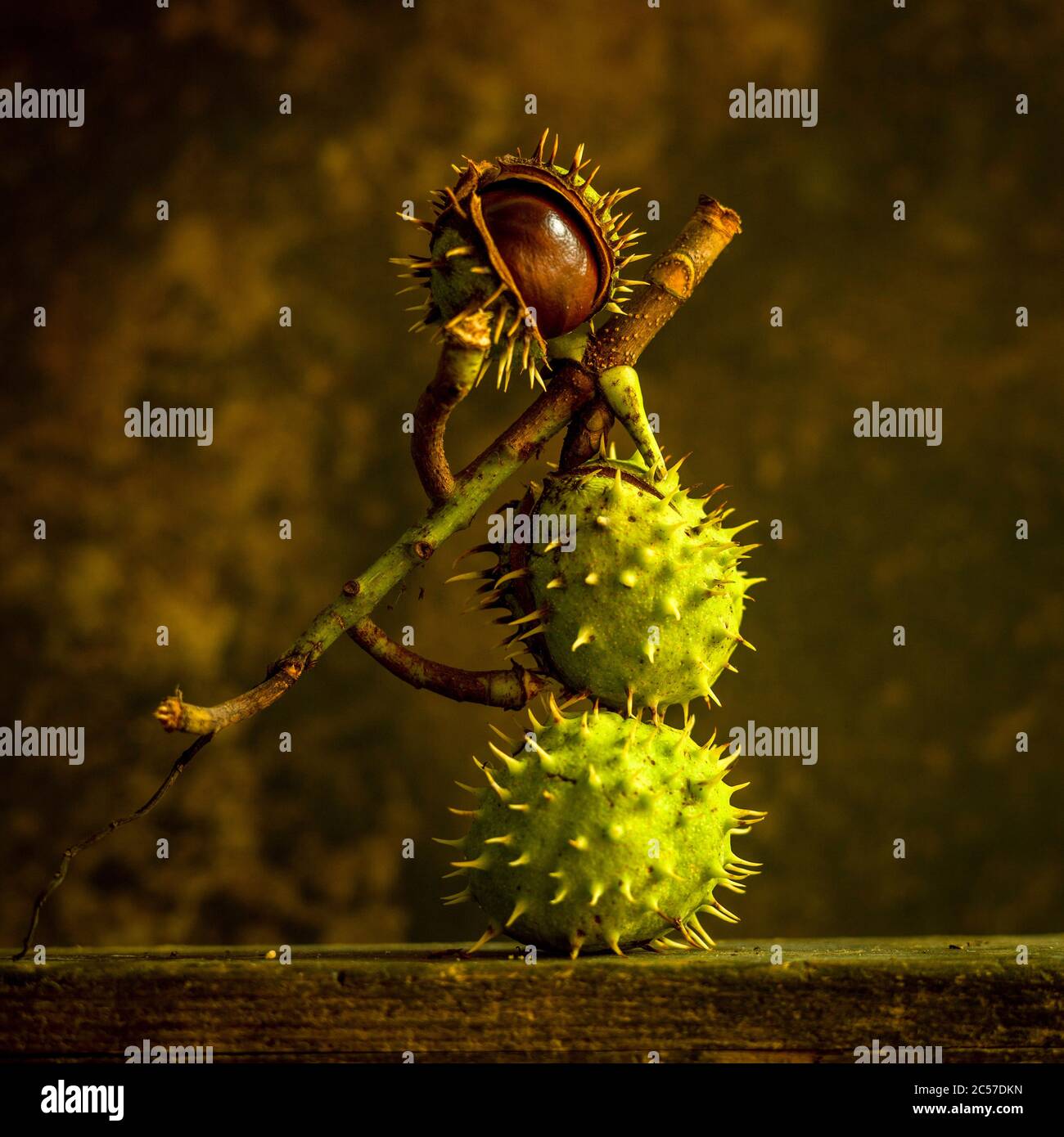 Horse chestnut (Aesculus hippocastanum ) Stock Photo