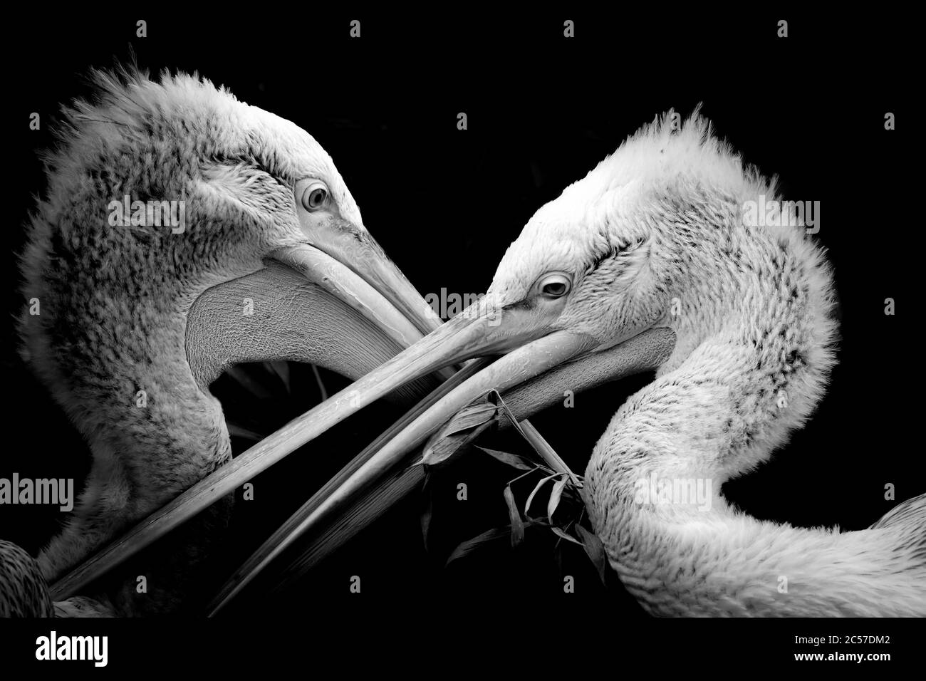 Black and white portrait pelican. Two bird in monochrome shine. Interesting picture. Stock Photo