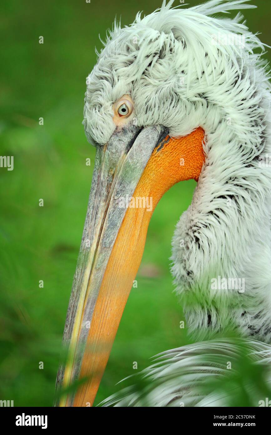 Pelican bird in nature. Animal in zoo. Portrait popular bird. Pelican bird on the green portrait. Stock Photo