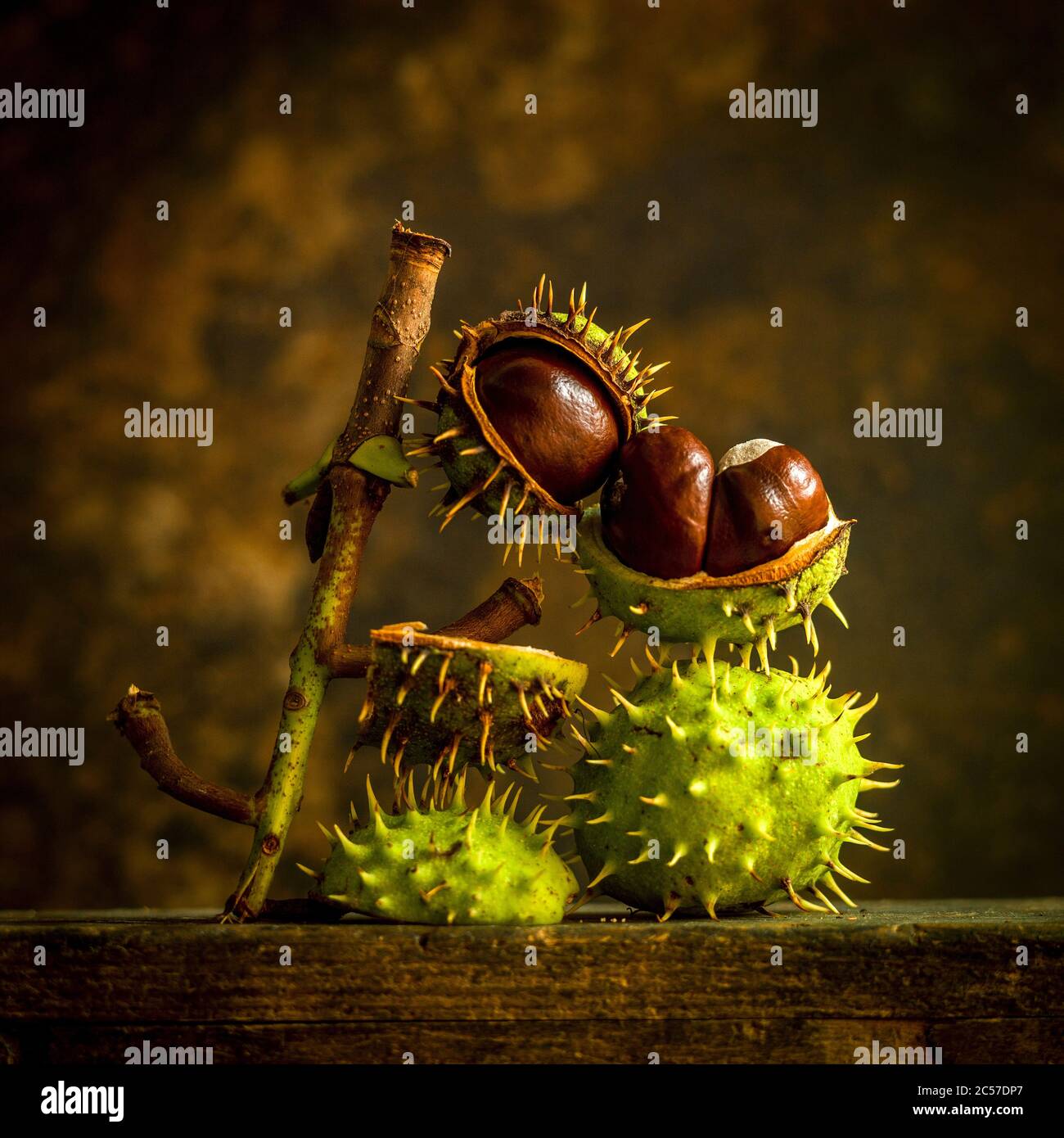 Horse chestnut (Aesculus hippocastanum ) Stock Photo