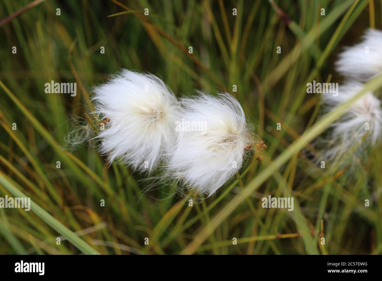 Close up of Eriophorum scheuchzeri, also known as Scheuchzer's cottongrass and white cottongrass Stock Photo