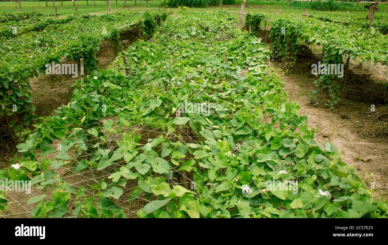 Trichosanthes dioica, also known as pointed gourd, is a vine plant in the family Cucurbitaceae. Stock Photo