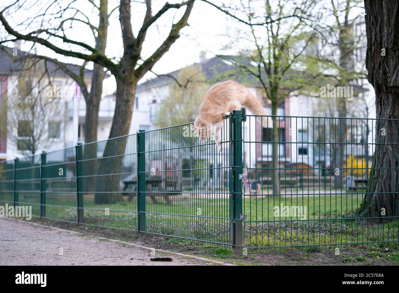 cream colored beige white maine coon cat jumping over fence of public