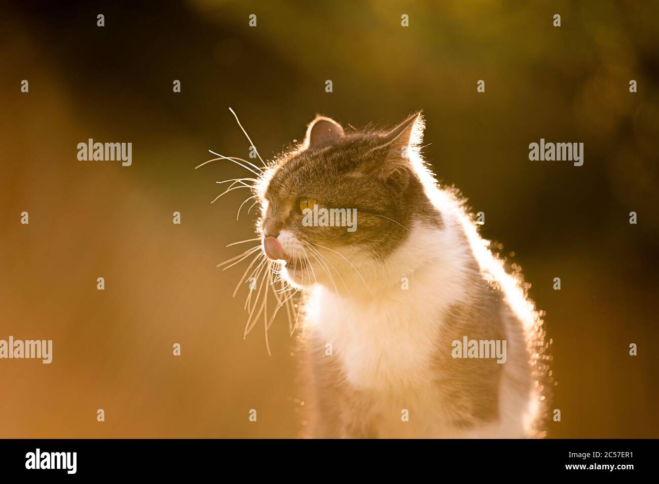 portrait of a tabby white british shorthair cat in sunset with copy ...