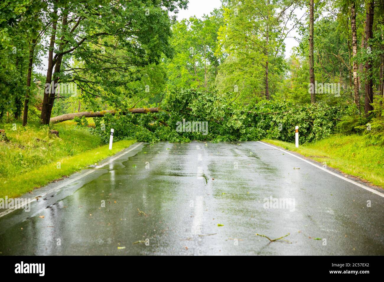 Tree fallen across road hires stock photography and images Alamy