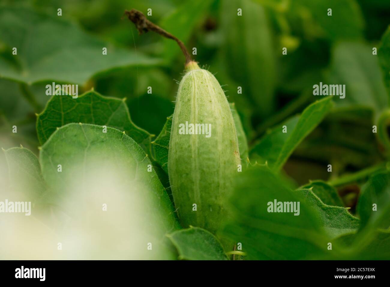 Trichosanthes dioica, also known as pointed gourd, is a vine plant in the family Cucurbitaceae, similar to cucumber and squash, though unlike those it Stock Photo