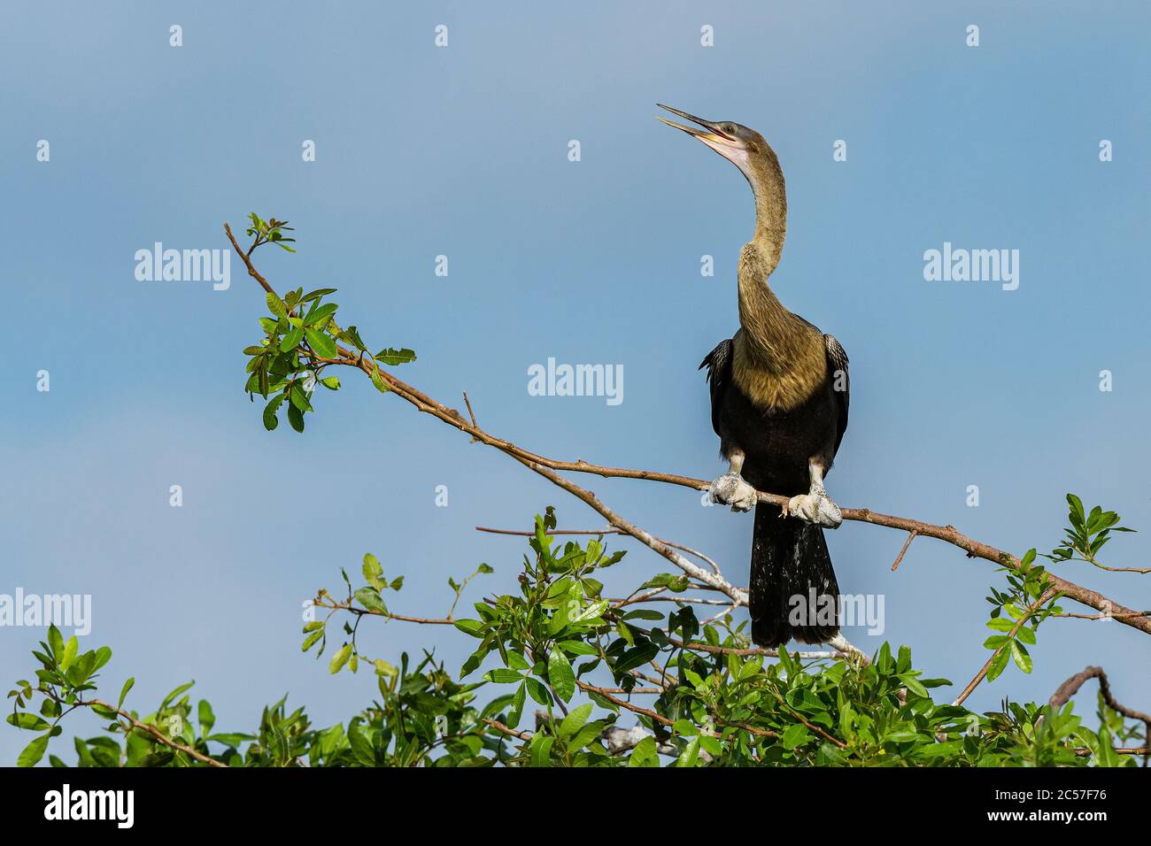 An Anhinga (Anhinga anhinga) perched in a tree at Venice rookery, Florida, USA Stock Photo