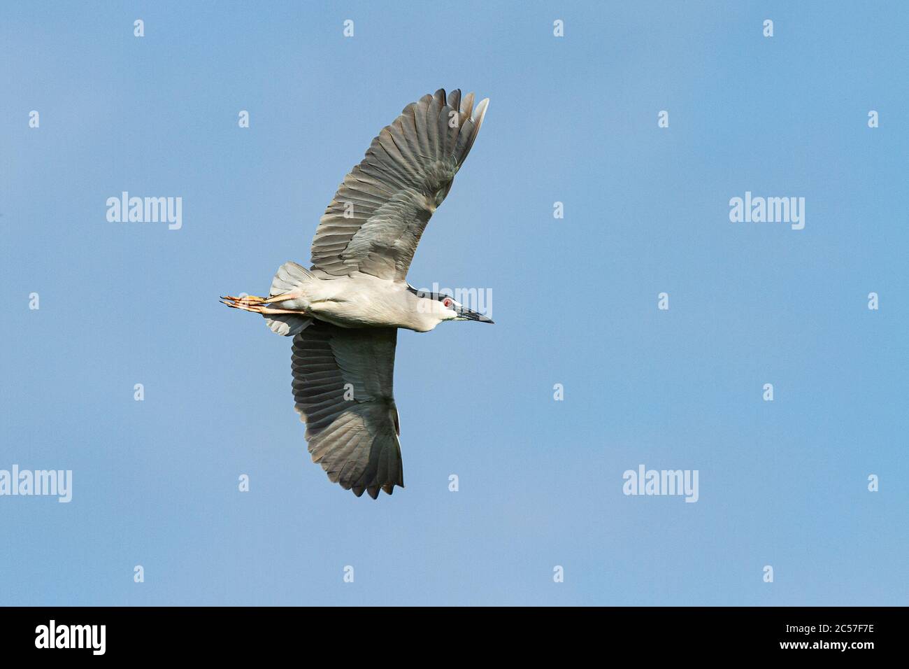Black-crowned Night-heron (Nycticorax nycticorax) in flight Stock Photo