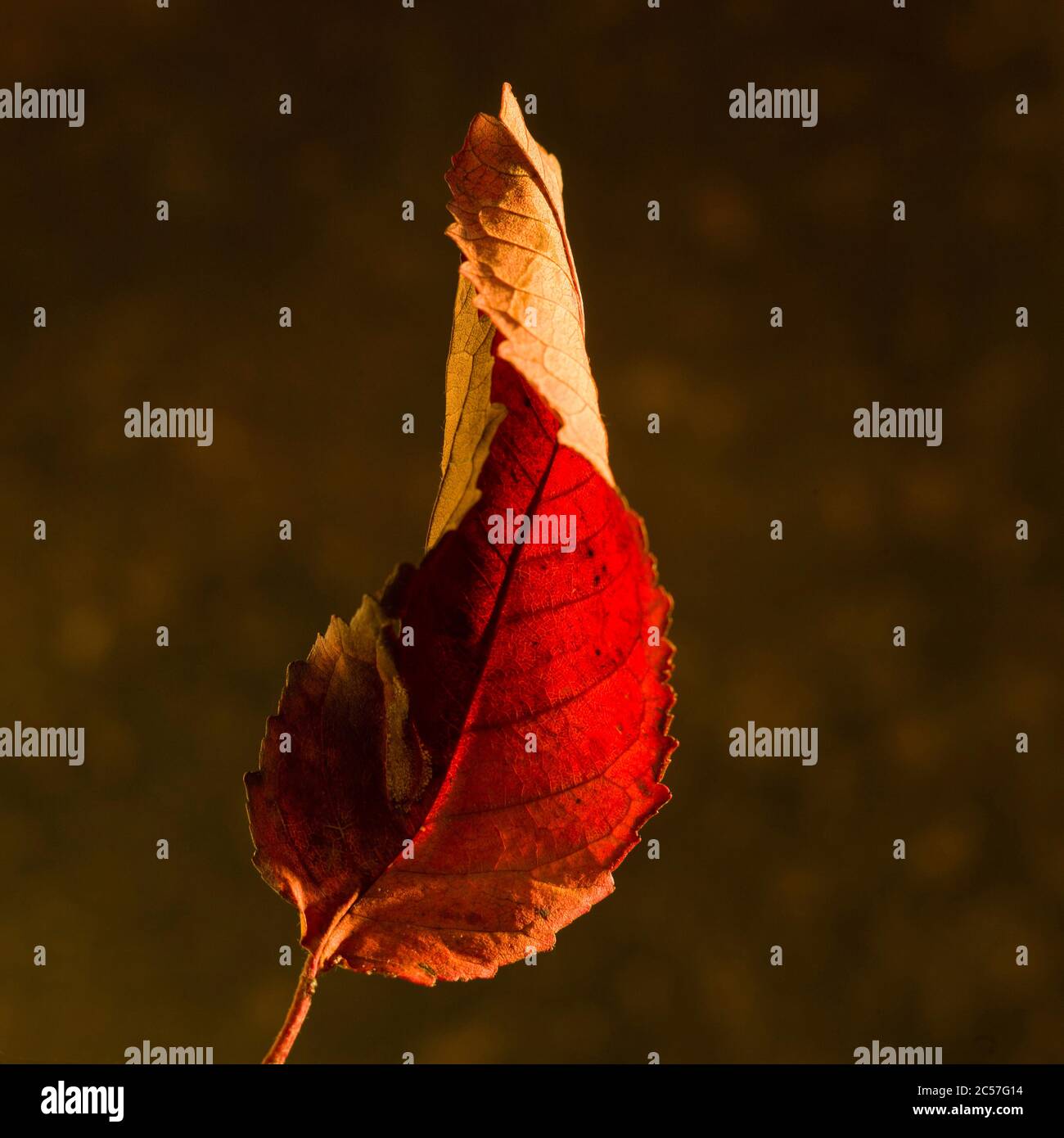 Red autumn leaf on a blurred background Stock Photo