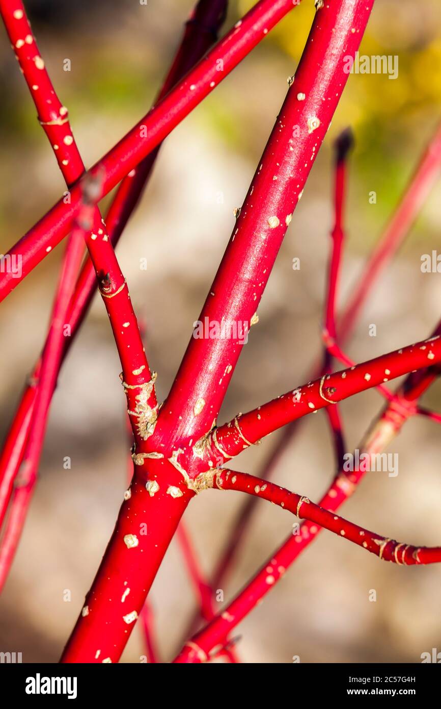 Cornus Alba 'Sibirica' shrub with crimson red  stems in winter and red leaves in autumn commonly known as Siberian dogwood Stock Photo