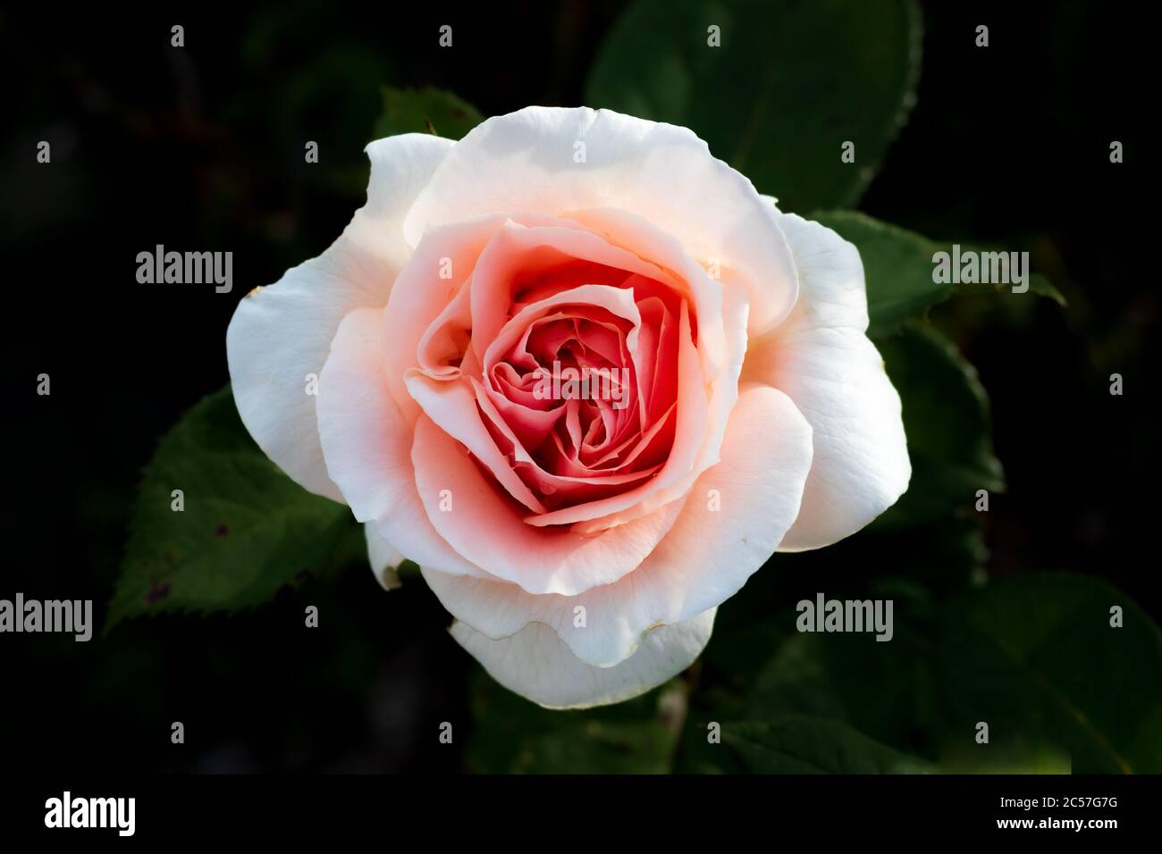 Blooming Pink Rose in Summer Stock Photo