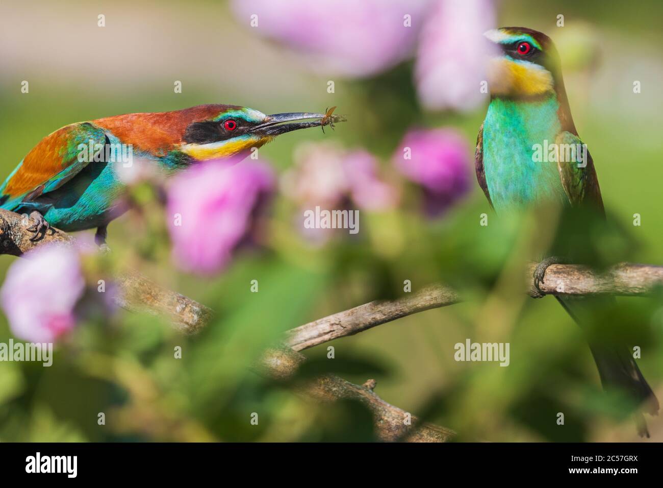 courtship of birds of paradise among beautiful flowers Stock Photo