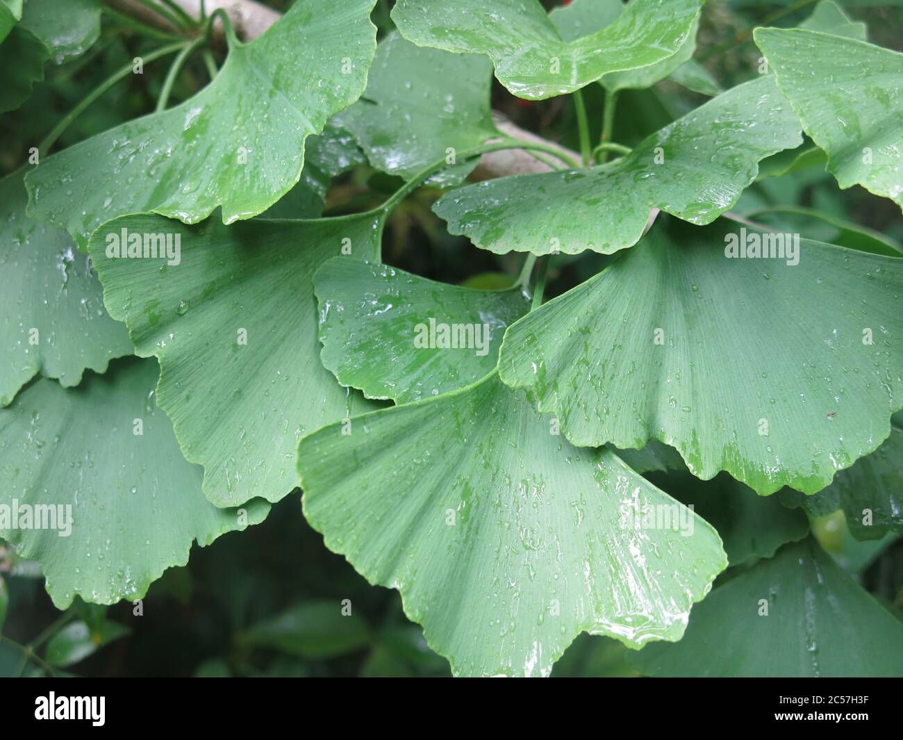 Fan shaped leaves hi-res stock photography and images - Alamy