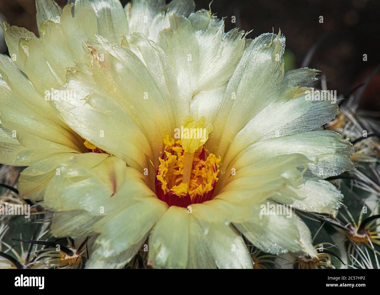 Closeup Macro of a Yellow Rhinoceros Sea-urchin Coryphantha cornifera Cactus Flower showing fine detail of the petals, stamens, pistil, pollen and spi Stock Photo