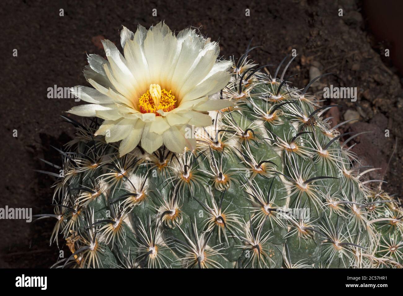 a single beautiful Yellow Sea-urchin cactus aka Coryphantha cornifera ssp radians flower surrounded by dangerous sharp hooked spines on a dark backgro Stock Photo