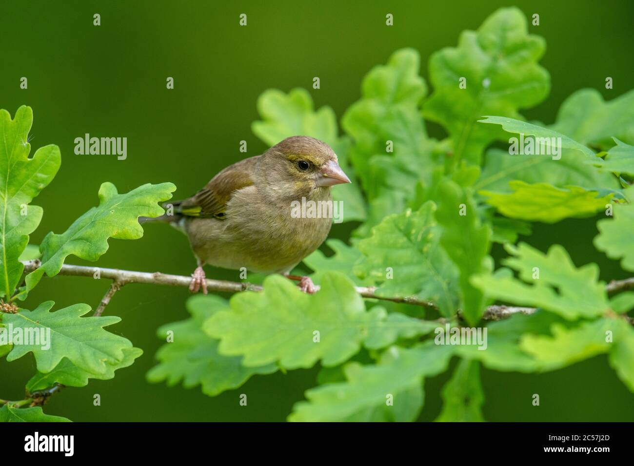Greenfinch, juvenile,  in an oak tree, spring, surrey UK Stock Photo