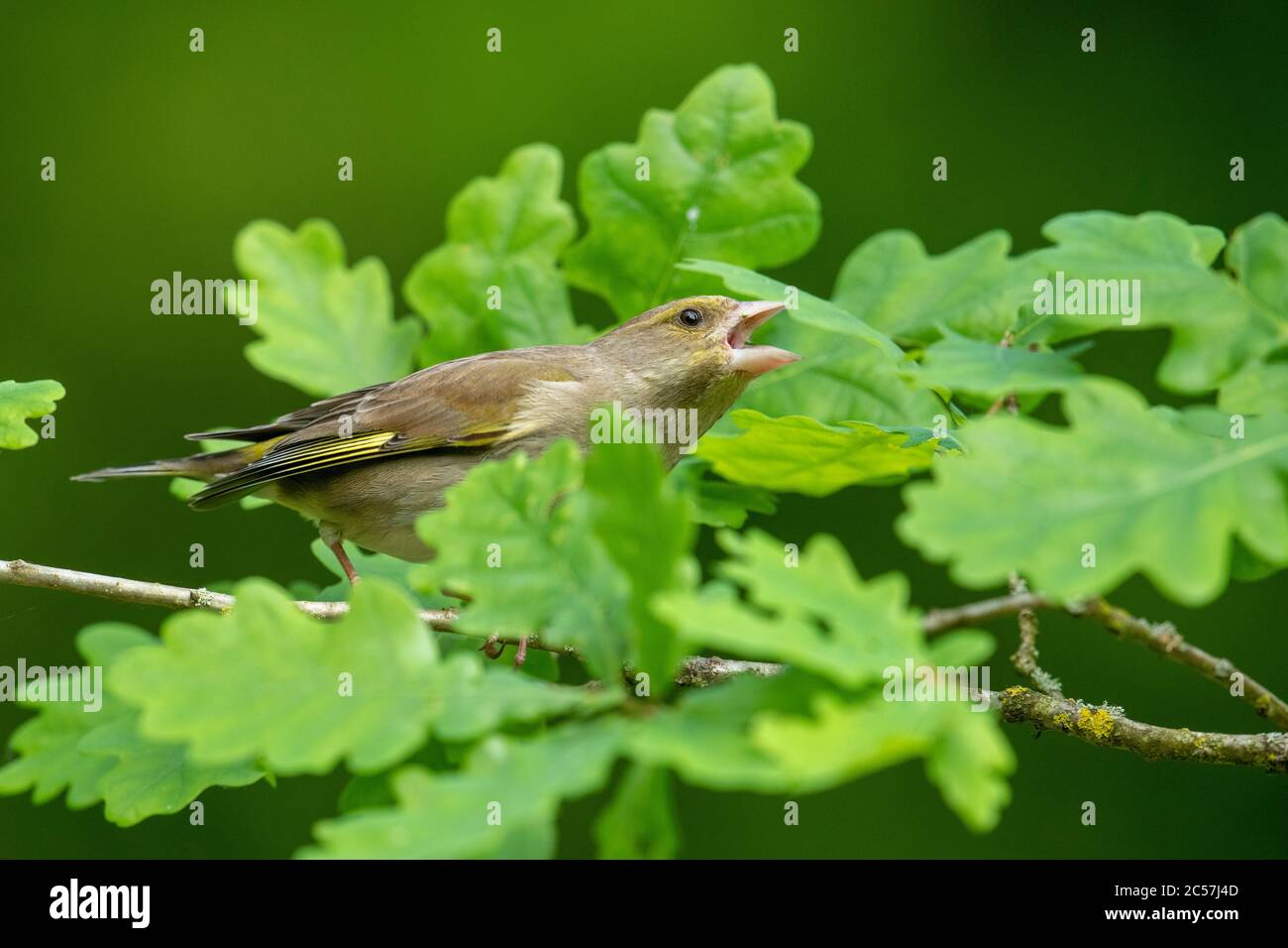 Greenfinch, juvenile,  in an oak tree, showing aggression, spring, surrey UK Stock Photo