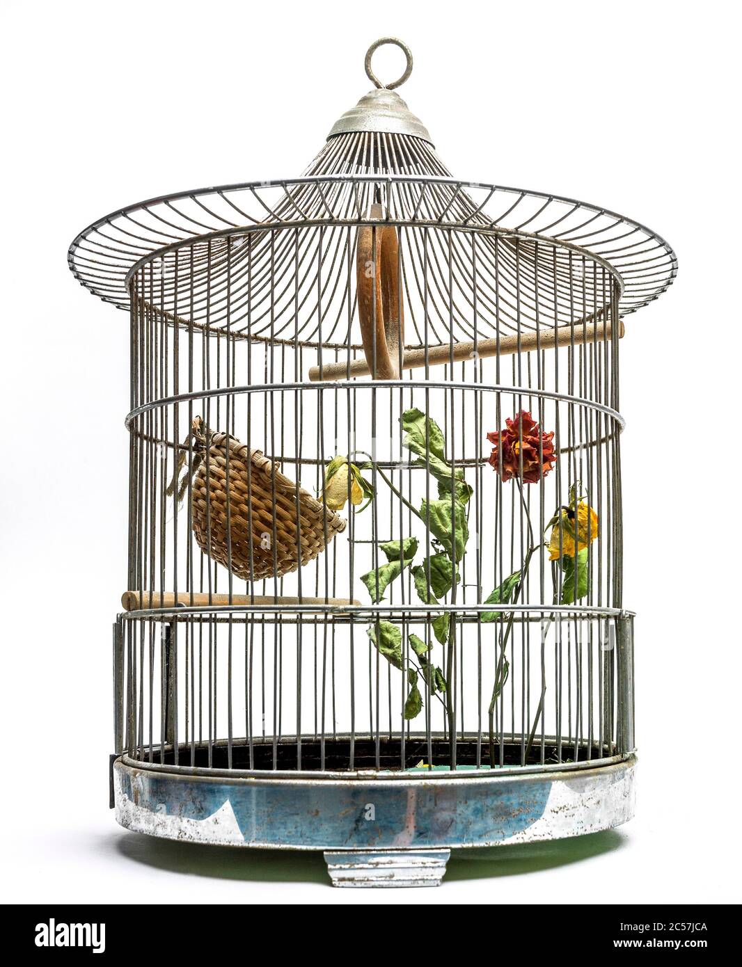 Faded flower in a bird cage Stock Photo