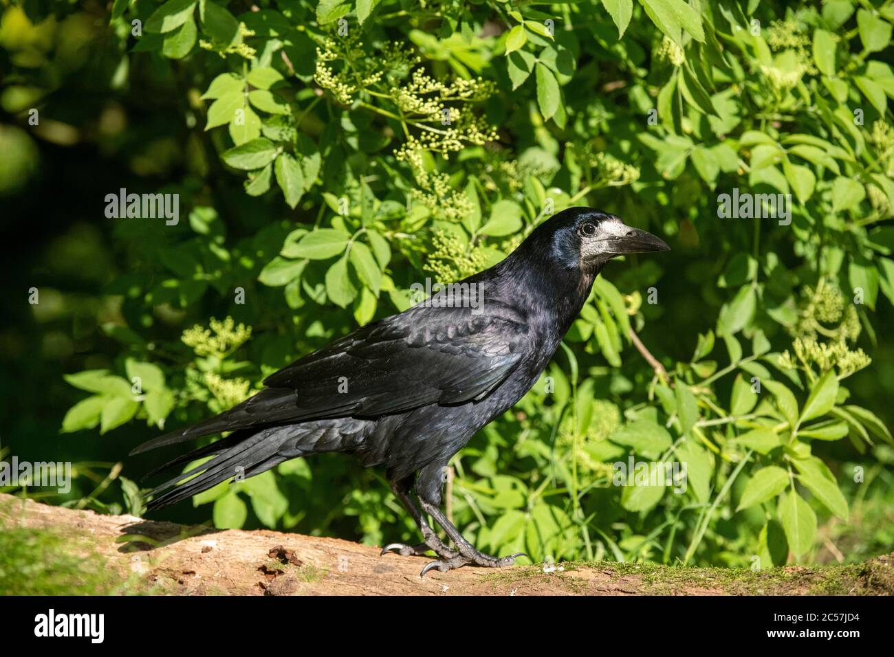 BIRD  Rook, adult bird, sitting on a branch, summer, surrey, UK Stock Photo