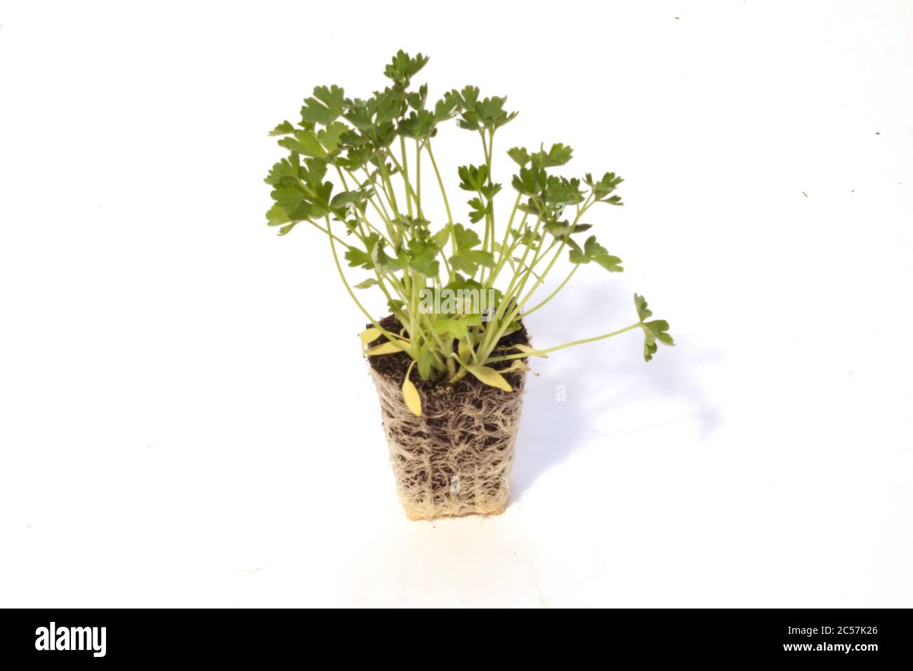 Closeup shot of parsley seedlings with roots isolated on a white