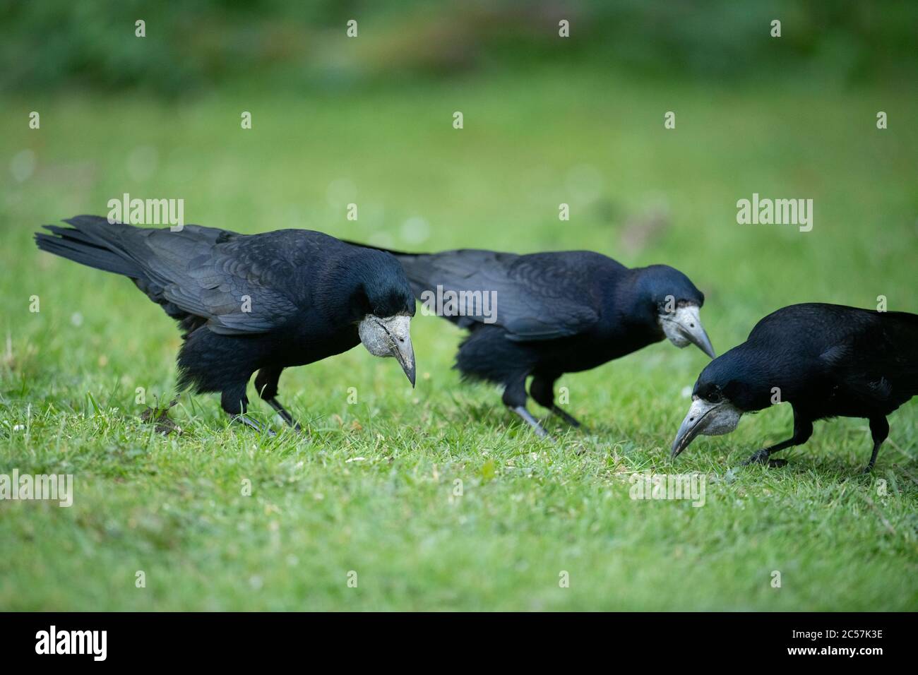 Rook, group of adult birds feeding on the ground, Surrey, UK Stock Photo