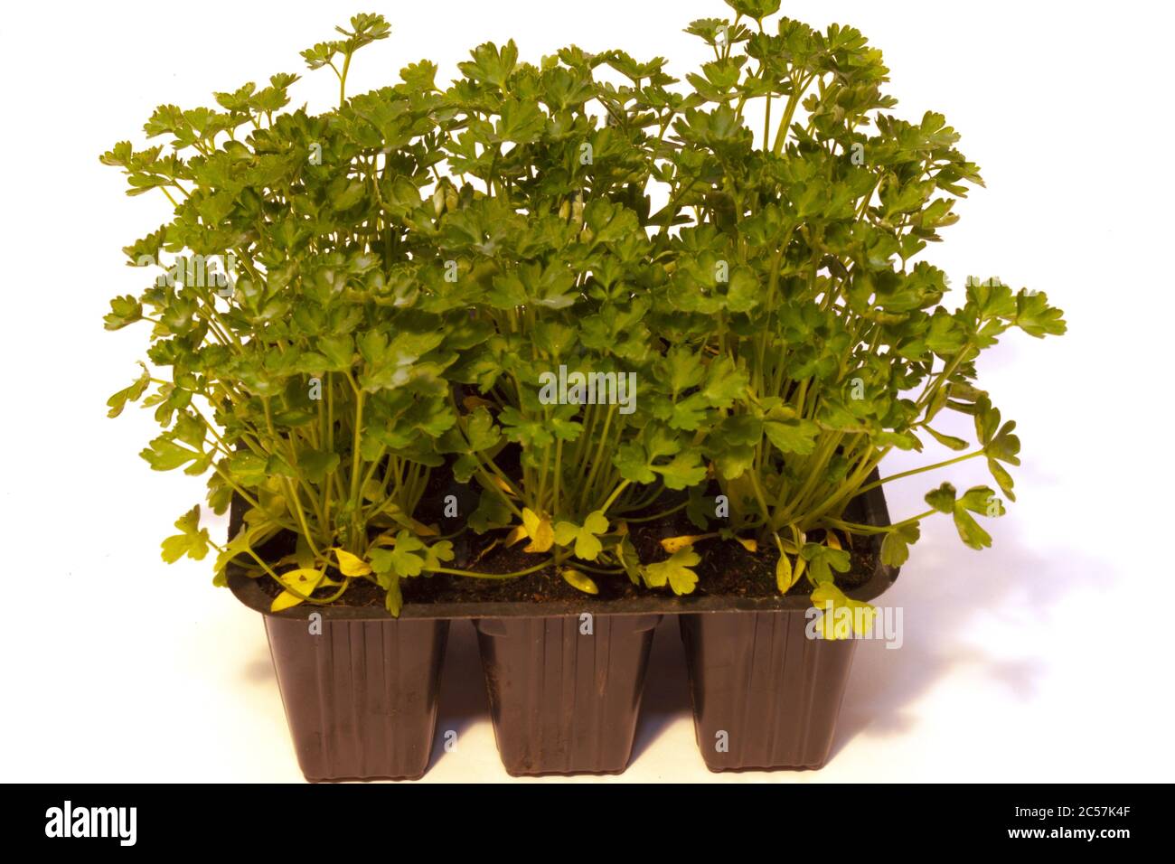 Closeup shot of parsley seedlings in plastic pots isolated on a white background Stock Photo